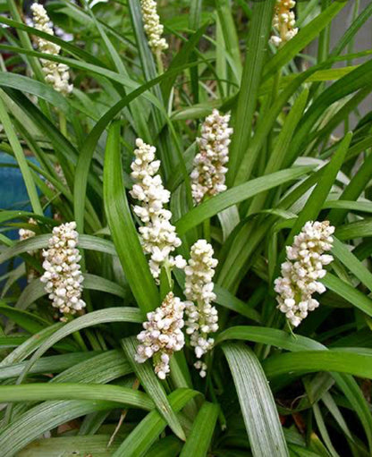 Liriope muscari 'Monroe White'