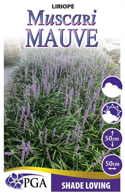 Liriope ‘Muscari Mauve’