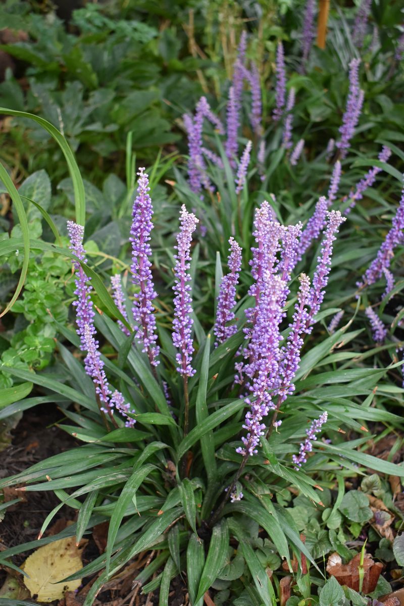 Liriope ‘Muscari Mauve’