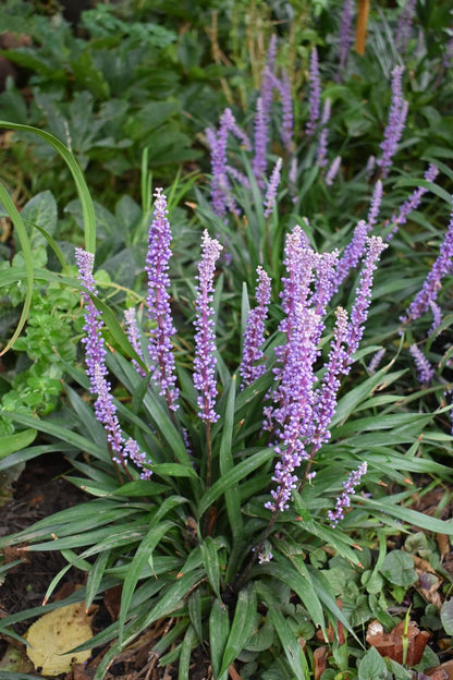 Liriope ‘Muscari Mauve’
