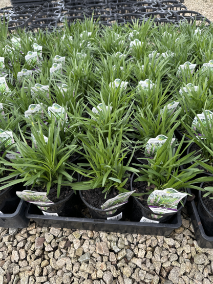 Liriope muscari Big Blue