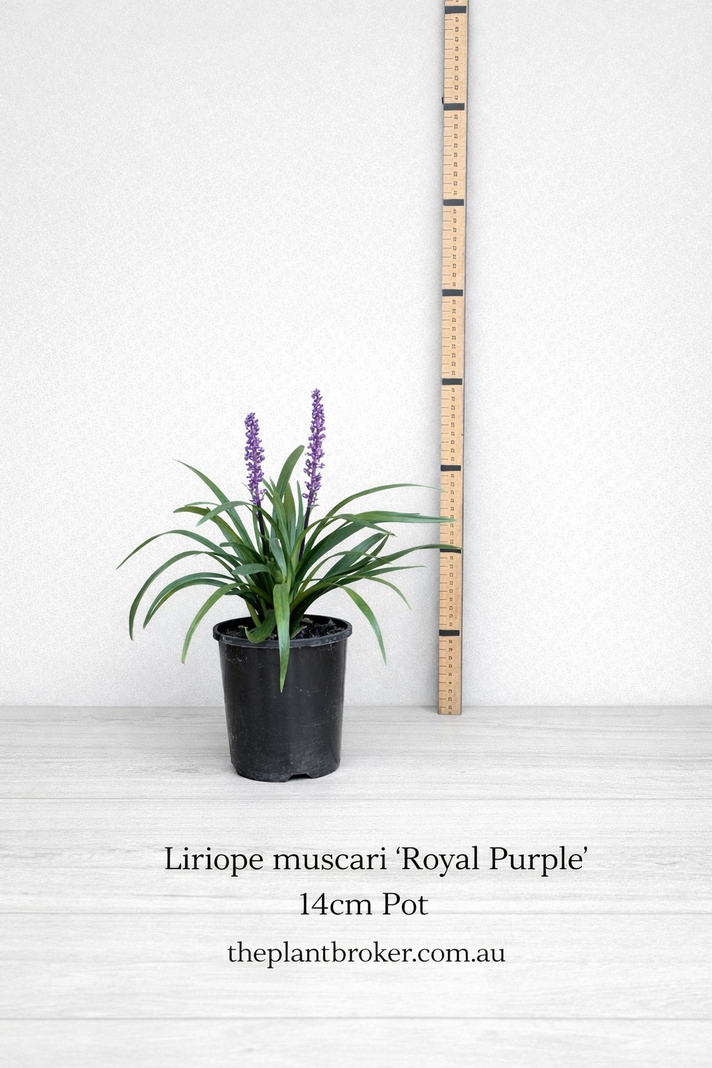 Liriope muscari 'Royal Purple'