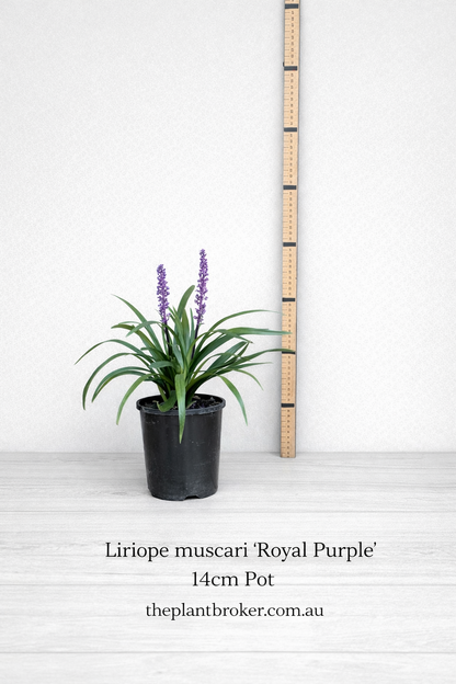 Liriope muscari 'Royal Purple'