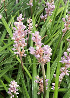 Liriope muscari (LIRF)  ISABELLA®