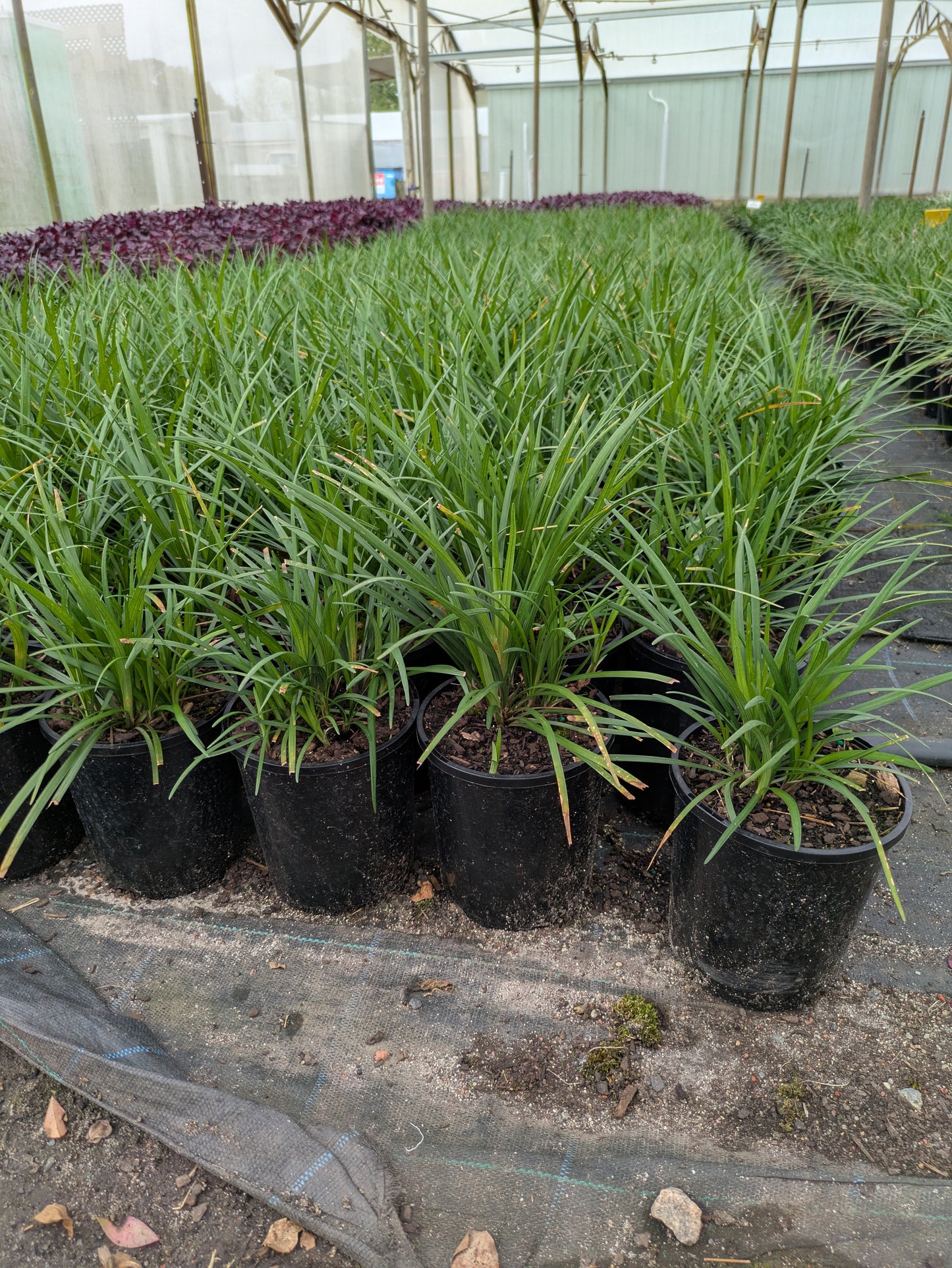 Liriope muscari (LIRF)  ISABELLA®