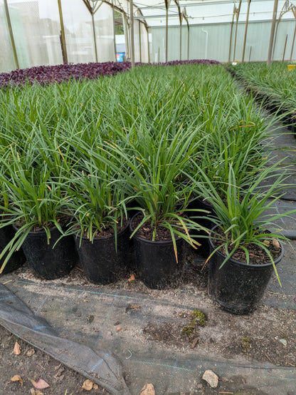 Liriope muscari (LIRF)  ISABELLA®