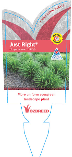 Liriope muscari (LIRJ)  JUST RIGHT®