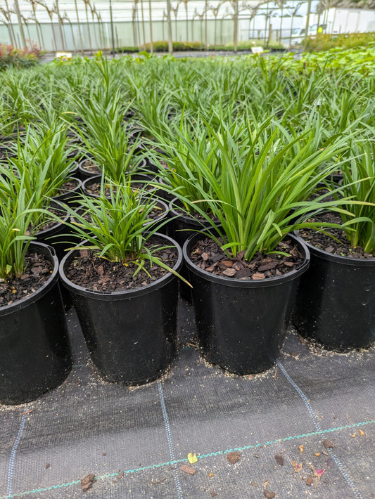 Liriope muscari (LIRJ)  JUST RIGHT®