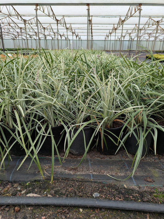 Liriope muscari (LIRSS)  Silverlawn™