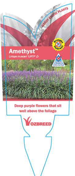 Liriope muscari (LIRTP)  AMETHYST™