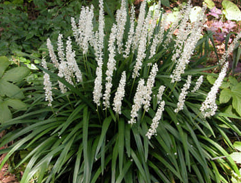 Liriope muscari 'Monroe White'