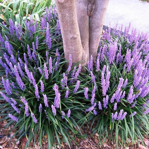 Liriope muscari 'Royal Purple'