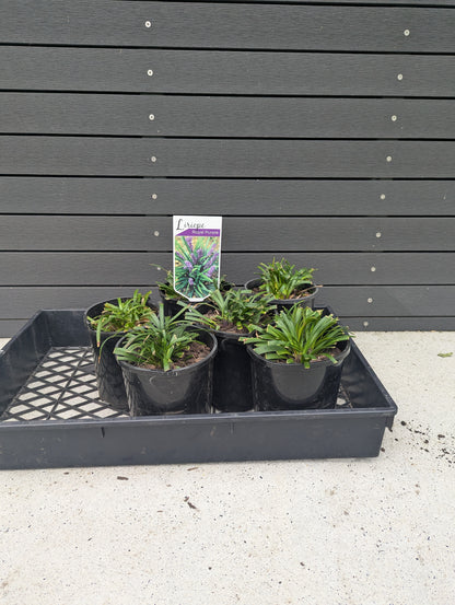 Liriope muscari 'Royal Purple'