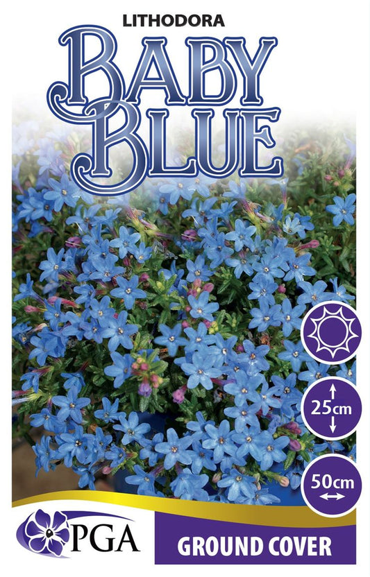 Lithodora ‘Baby Blue’