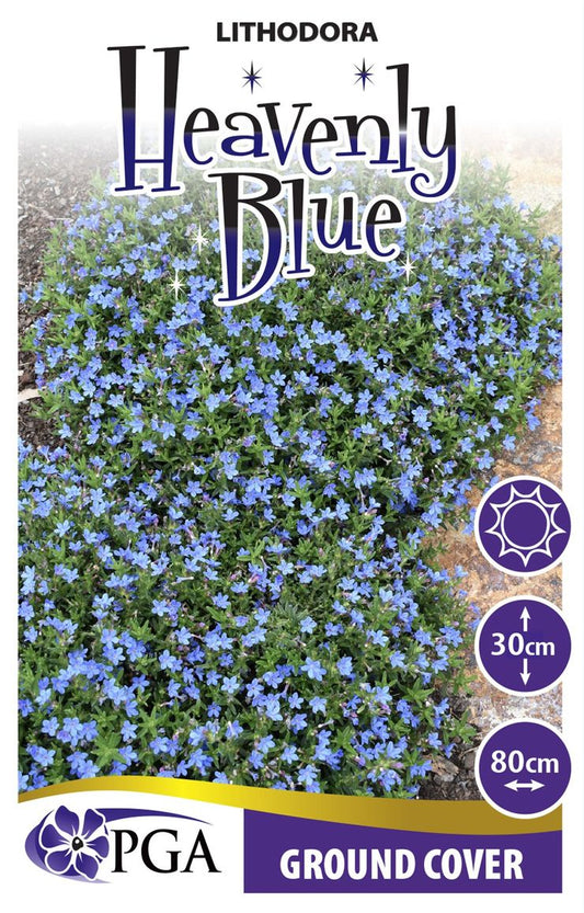 Lithodora ‘Heavenly Blue’