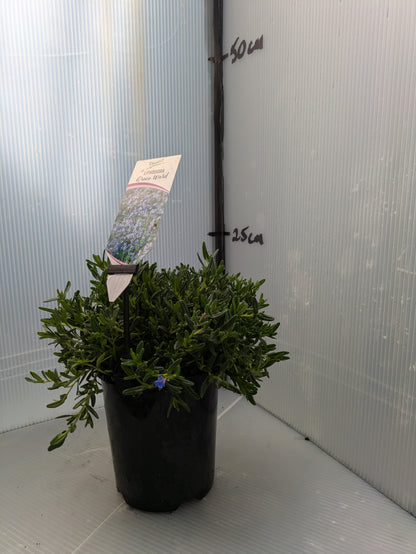 Lithodora diffusa Grace Ward