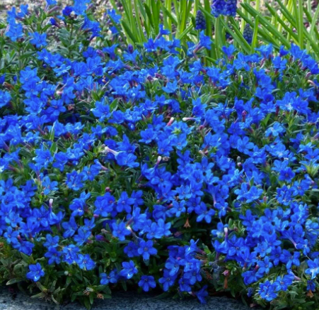 Lithodora diffusa Grace Ward