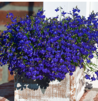 Lobelia erinus Crystal Palace