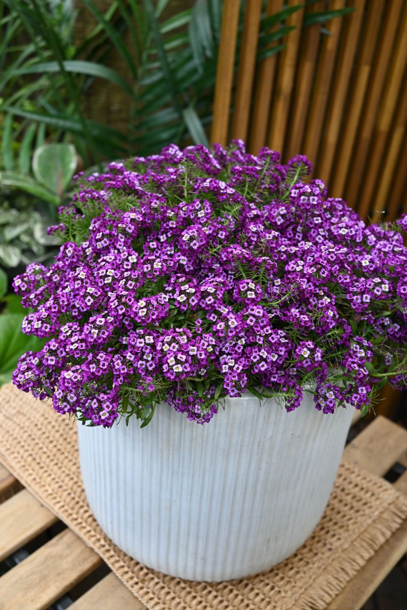 Lobularia PRINCESS ‘Lavender’
