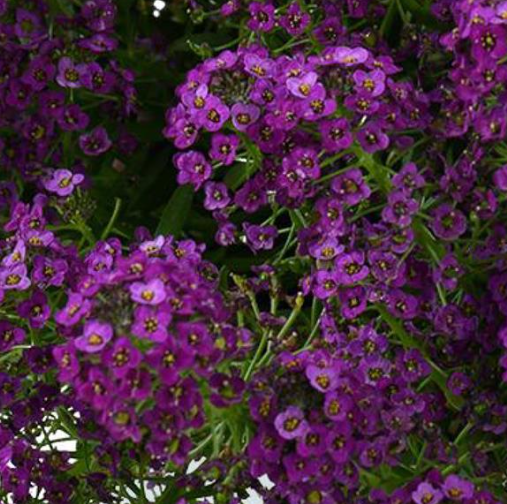 Lobularia Spp. Purple