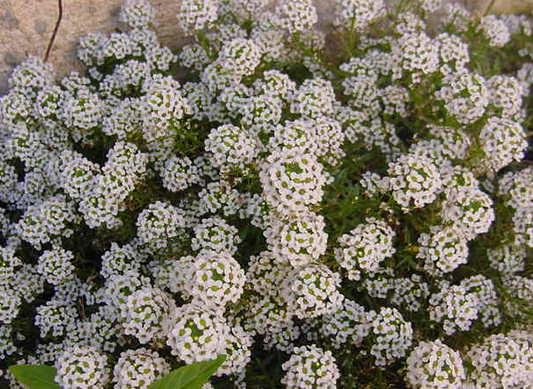 Lobularia Spp. White