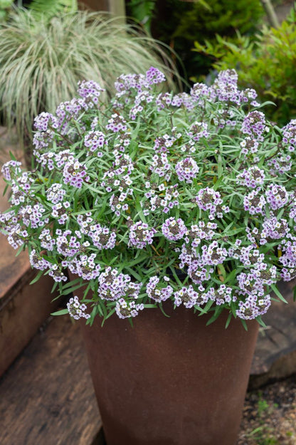 Lobularia ‘Blushing Princess’