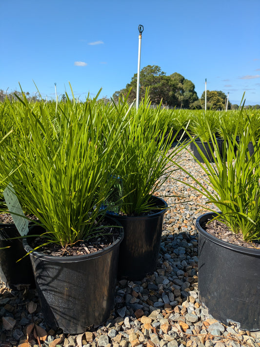 Lomandra confertifolia 'Lime Tuff'
