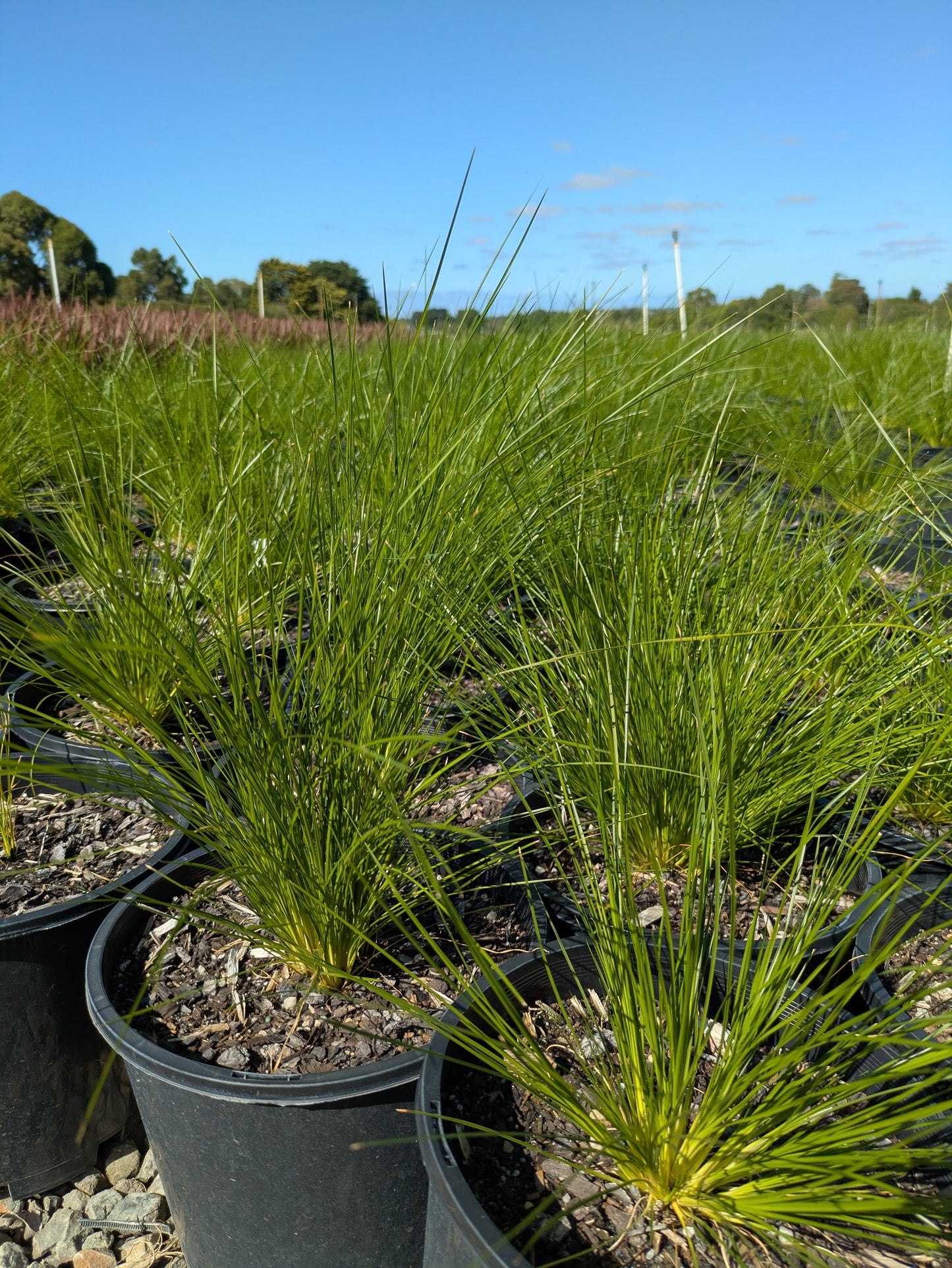 Lomandra Lime Wave