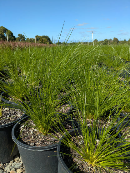 Lomandra Lime Wave
