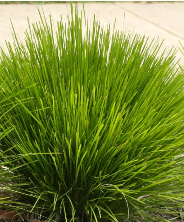 Lomandra Lime Wave