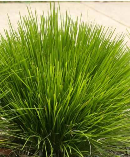Lomandra Lime Wave