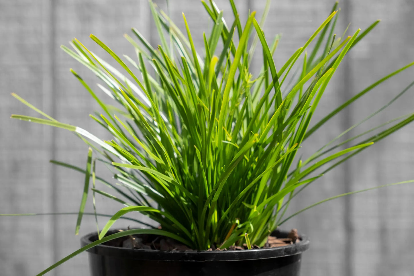 Lomandra Little Lime