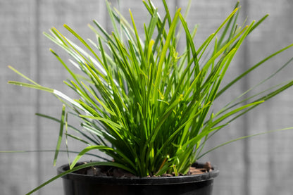 Lomandra Little Lime