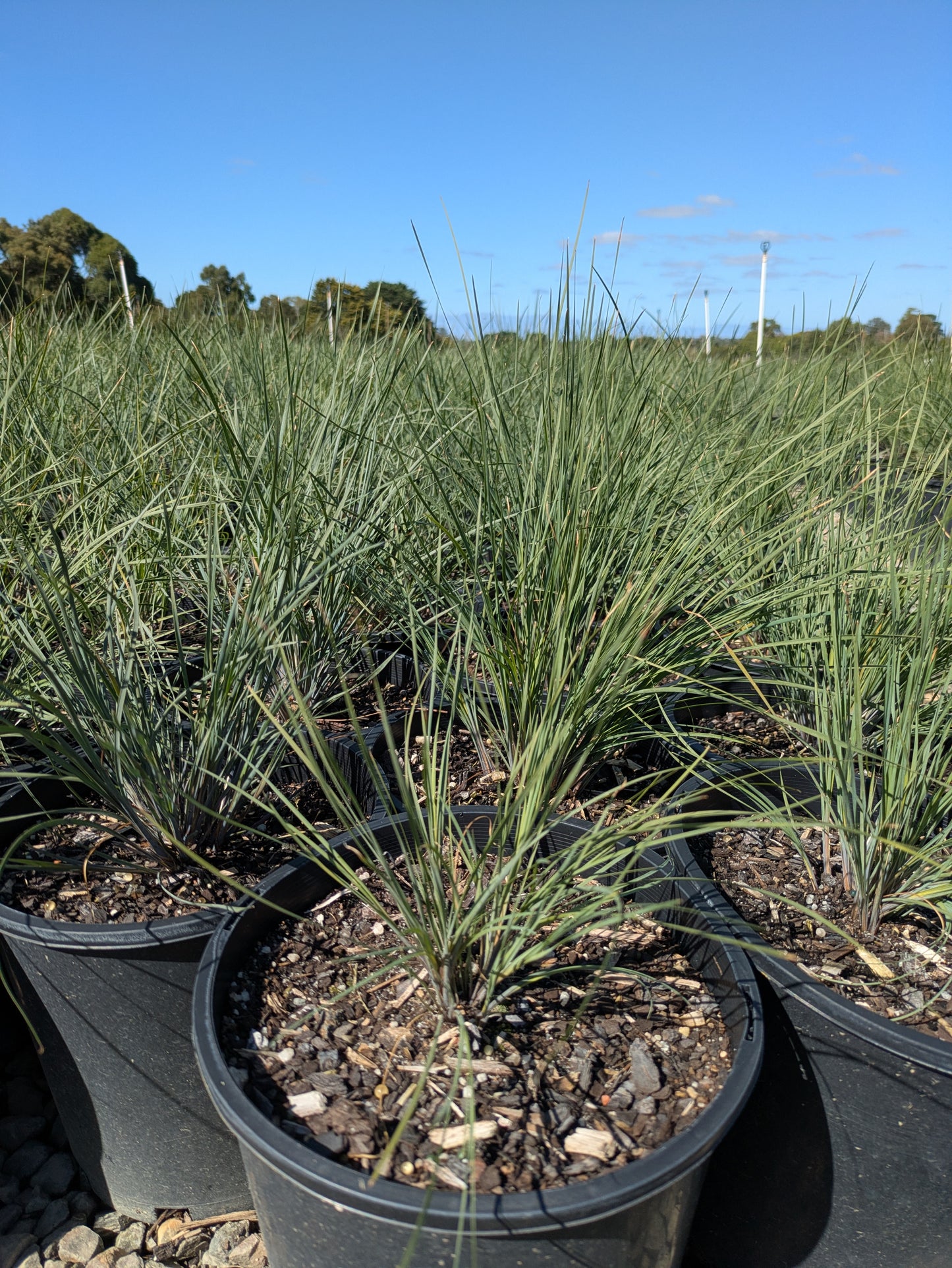 Lomandra Seascape