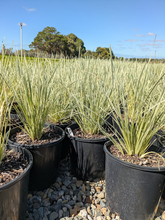 Lomandra White Sands