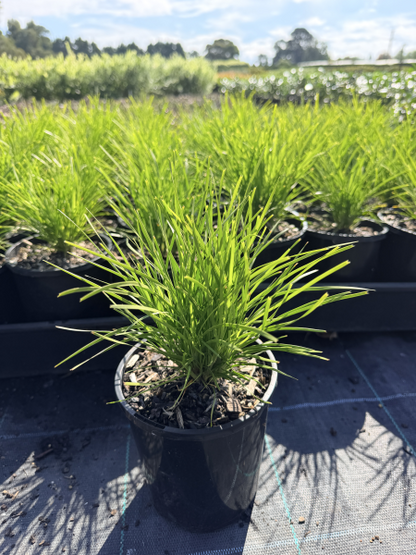 Lomandra confertifolia Echidna Grass