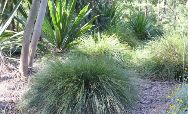 Lomandra confertifolia Crackerjack ™