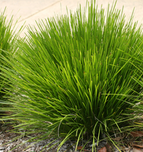 Lomandra confertifolia Echidna Grass
