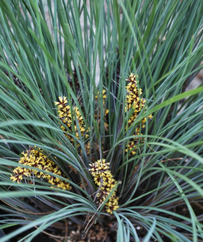 Lomandra confertifolia Frosty Top