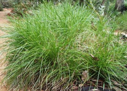 Lomandra confertifolia Little Con