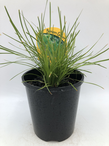 Lomandra confertifolia Little Con