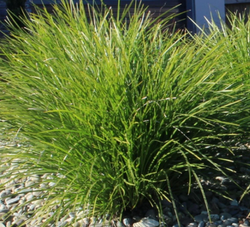 Lomandra confertifolia Little Pal