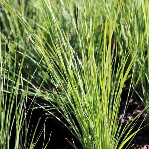 Lomandra confertifolia Crackerjack ™