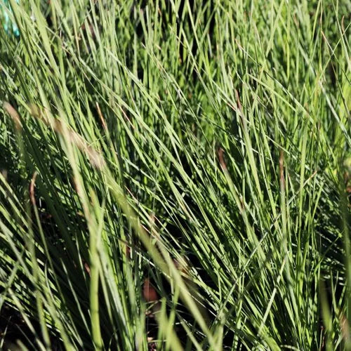 Lomandra confertifolia Crackerjack ™