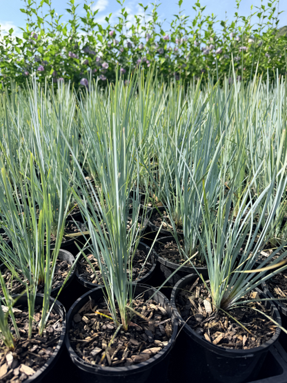 Lomandra filiformis Grey Filly