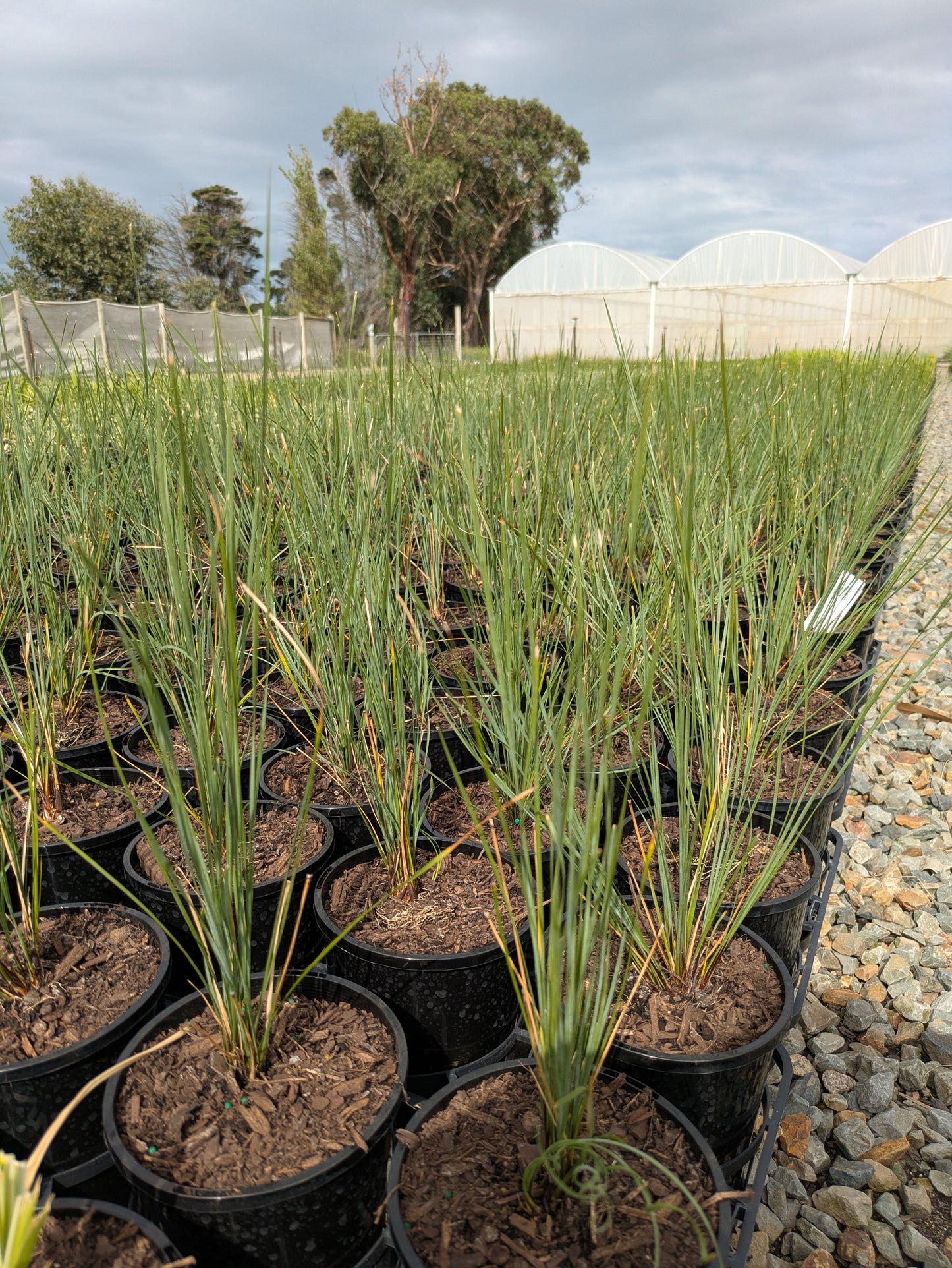 Lomandra fluvitalis (ABU7)  Shara™