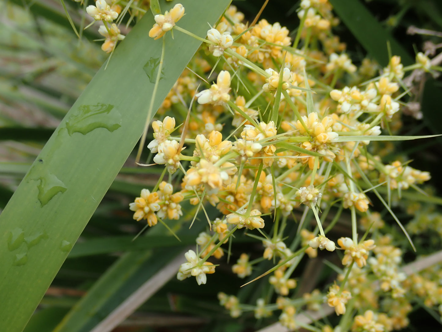 Lomandra hystrix