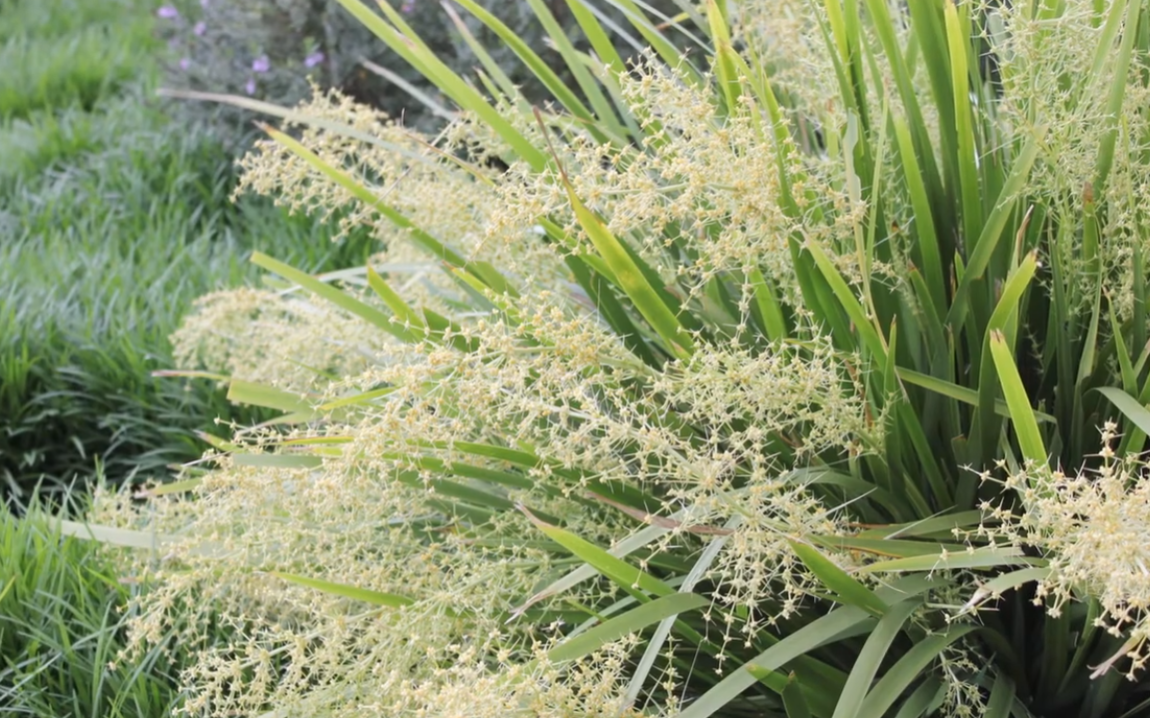Lomandra hystrix (LHBYF)  KATIE BELLES™
