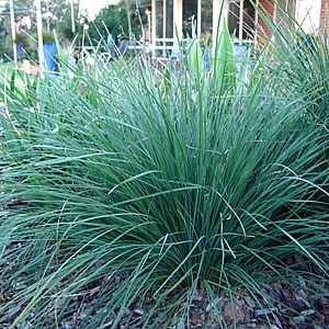 Lomandra longifolia (LM400) NYALLA®
