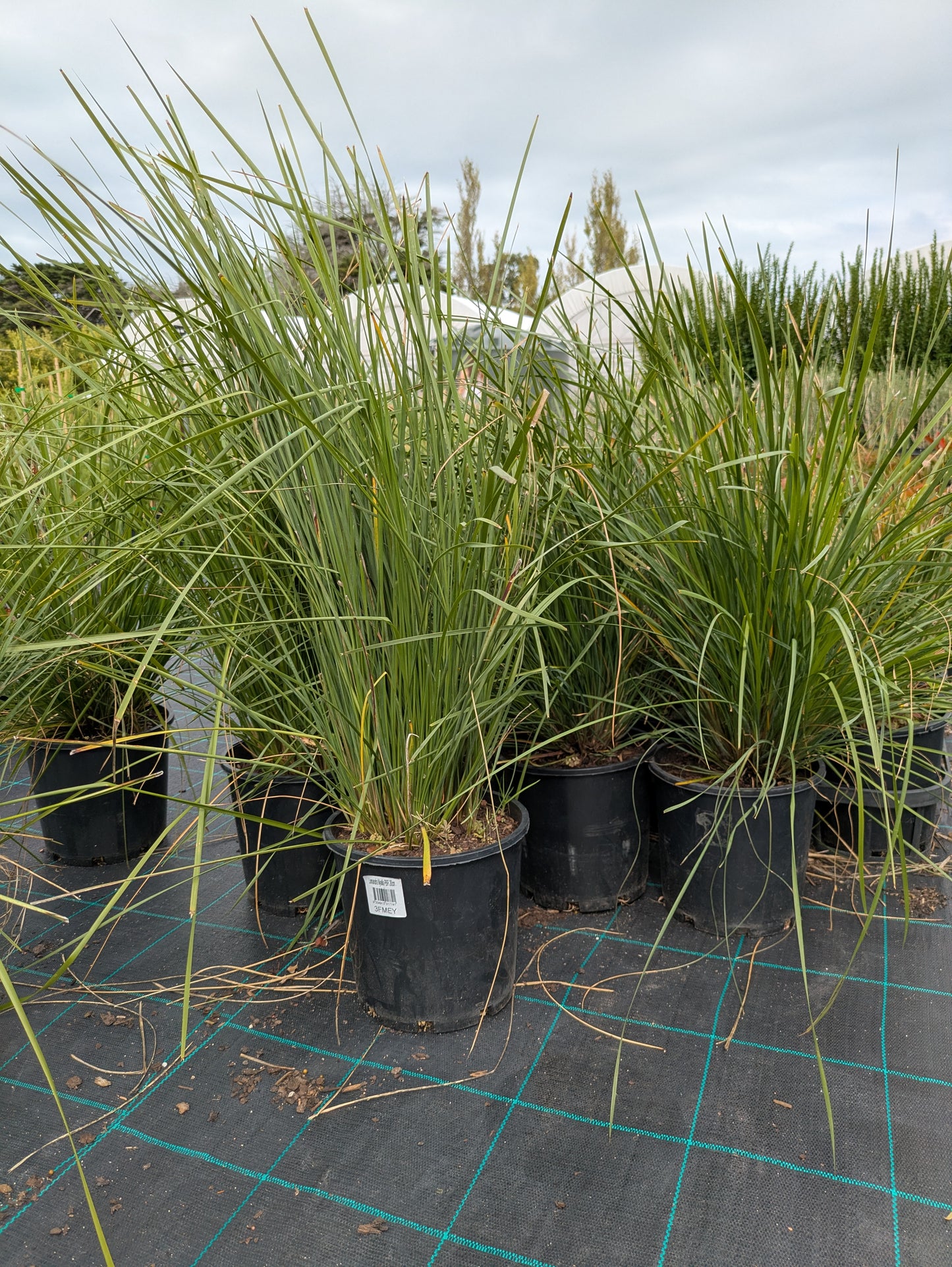 Lomandra longifolia (LM400) NYALLA®
